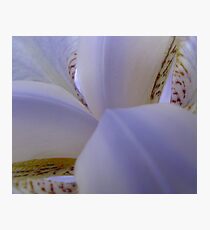 White Lily Photographic Print
