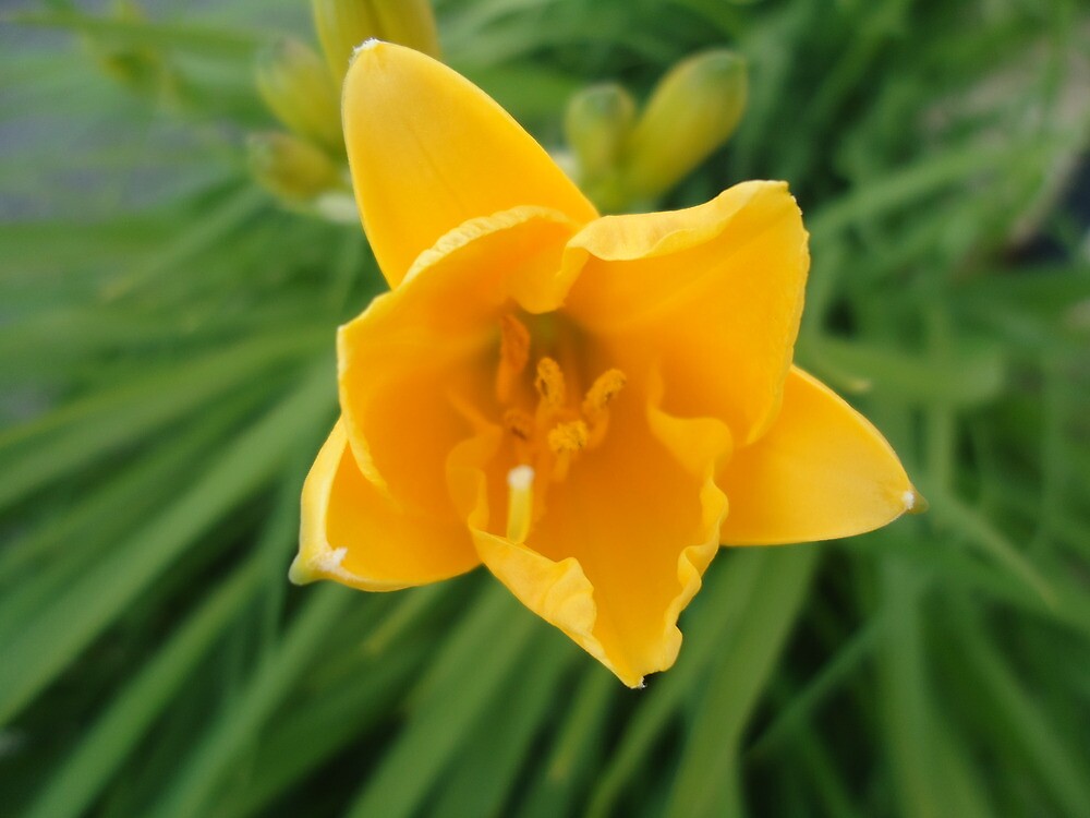 "Yellow Flower in Green Grass" by Christa Laser Redbubble