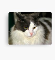 Puffin Listening To Music Canvas Print