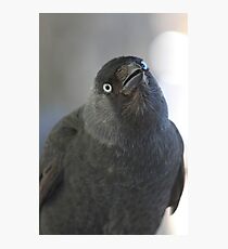 Western Jackdaw (Corvus monedula) Photographic Print