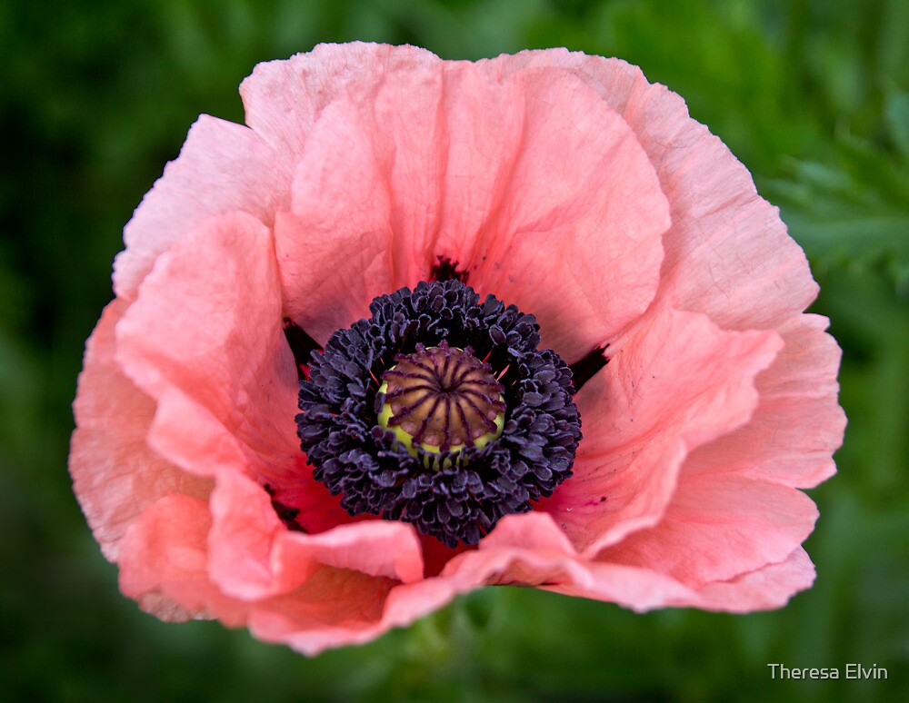 “Pink Oriental Poppy” by Theresa Elvin | Redbubble