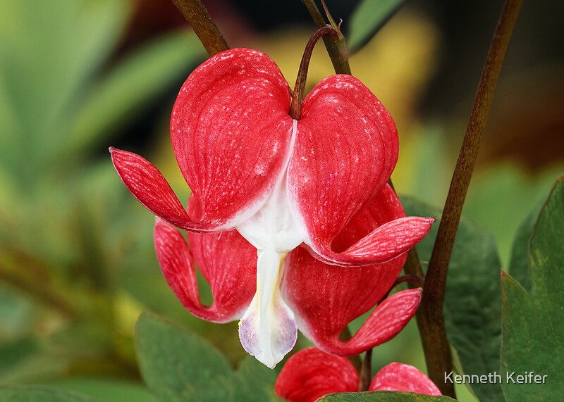 "Red Bleeding Heart Flowers" by Kenneth Keifer | Redbubble