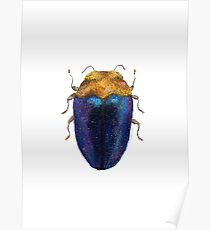 Trachys - Jewel Beetle Poster