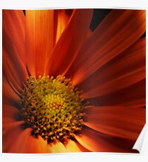 Macro Flower Poster