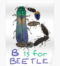 B is for Beetle Poster