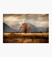 Golden Tree Photographic Print