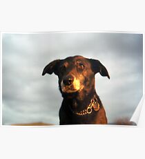 Farewell Sweet Shela Poster