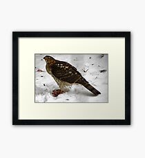 Survival of the Red Tailed Hawk Framed Print