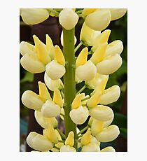 Lovely Lemon Lupin Photographic Print