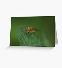 Fly Greeting Card
