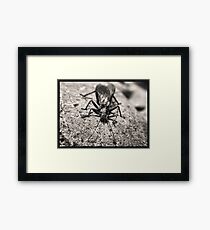 insect Framed Print