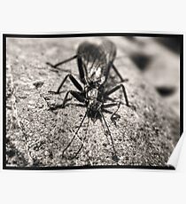 insect Poster