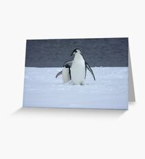 Grumpy little penguin Greeting Card