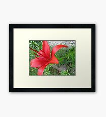 Floret Framed Print