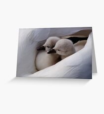 Twin swan babies Greeting Card