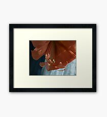 Amaryllis Up Close Framed Print