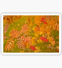 Mountain Ash Sticker