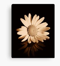 Albumen Daisy Canvas Print