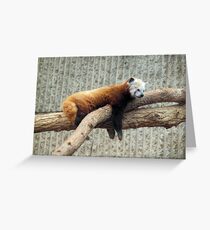 Red Panda Greeting Card