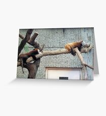 Red Panda's Greeting Card
