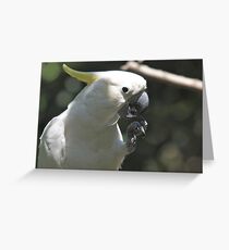 Birdie Greeting Card