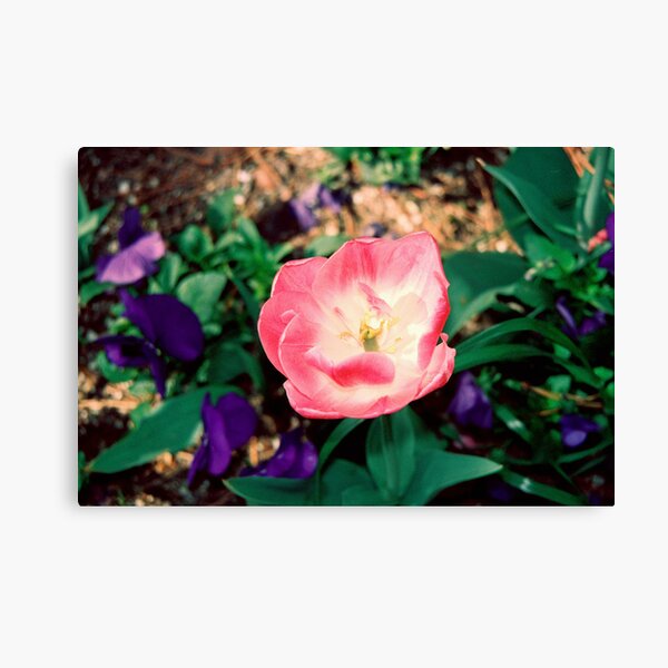 Petal Awakening Canvas Print