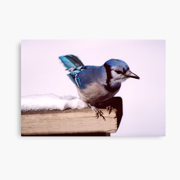 Bluejay Posing For A Nut Canvas Print