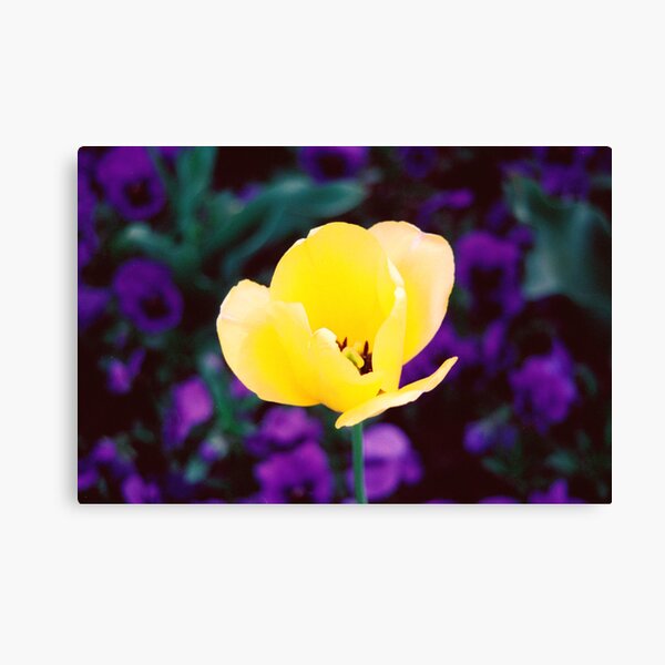 Sunny Side Up Canvas Print