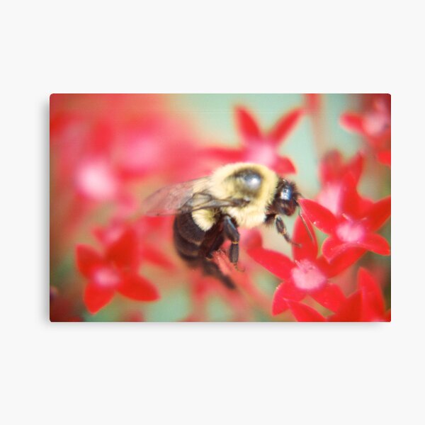 Bumblebee Hard At Work Canvas Print