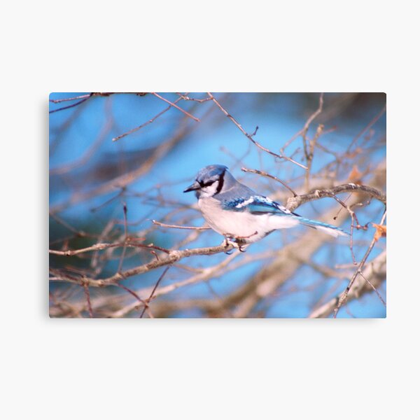 Blue Skies And Bluejays Metal Print