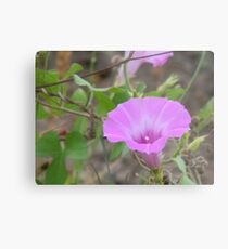 Early Morning Glory Metal Print