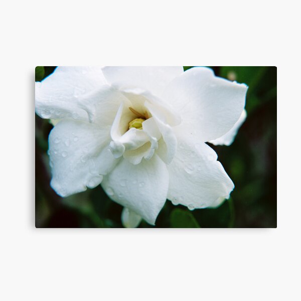 Dew Drops In The Flower Garden Canvas Print