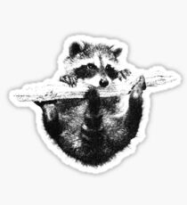 Hanging Raccoon Sticker