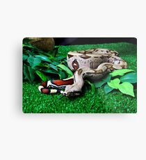 Red tailed suriname Boa constrictor Metal Print
