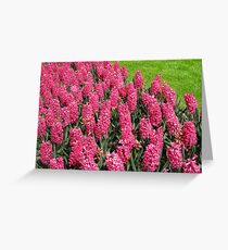 Sea of Pinks - Keukenhof Hyacinths Greeting Card