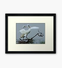 Great White Egrets Framed Print