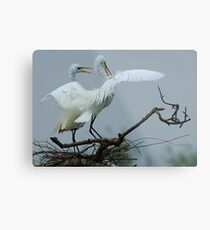 Great White Egrets Metal Print