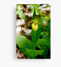 Yellow Lady Slipper Canvas Print