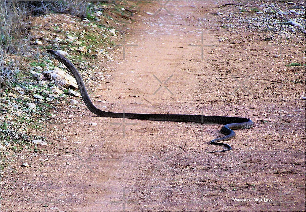  THE BLACK MAMBA ONE OF THE DEADLIEST SNAKES IN THE WORLD