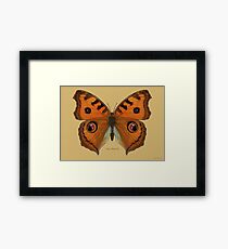 Argus Butterfly Framed Print