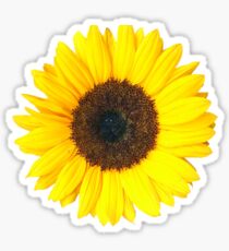 Pegatina Girasol