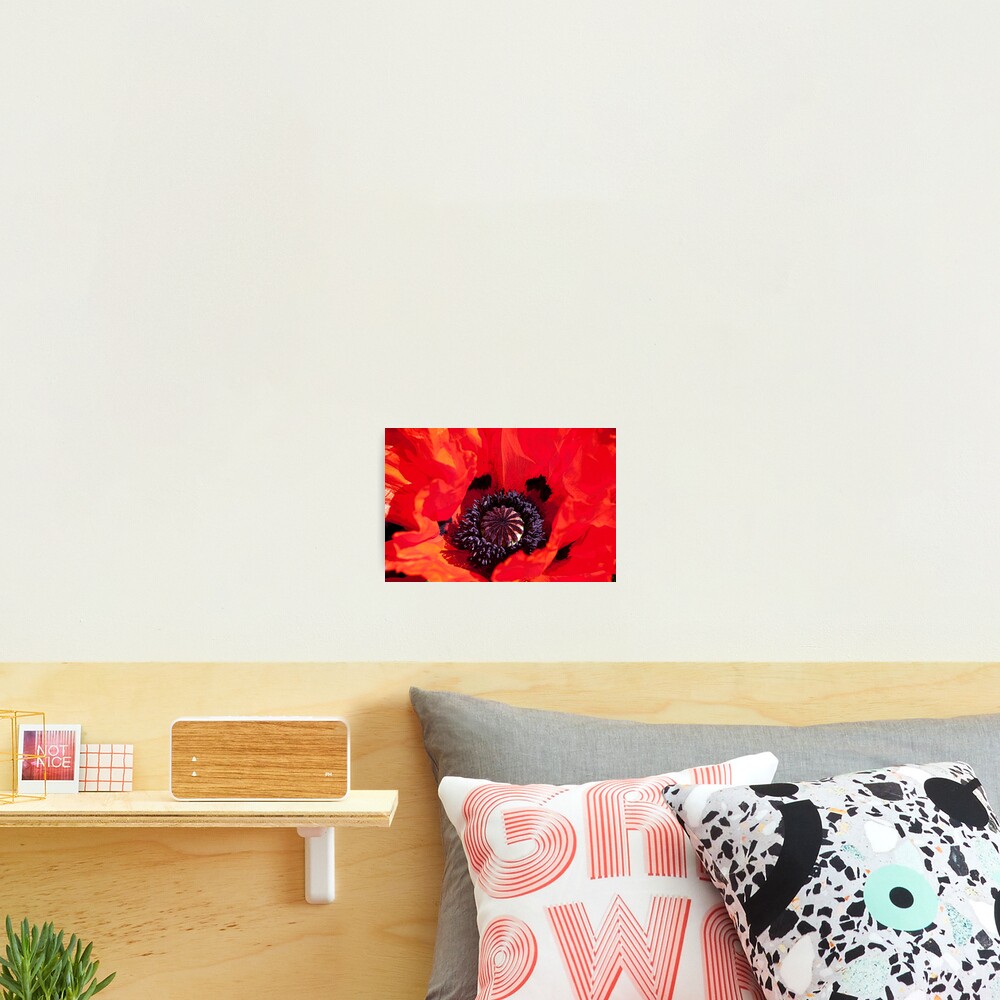 Poppy Blast Photographic Print