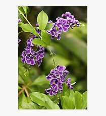 Tropical Treasure Photographic Print
