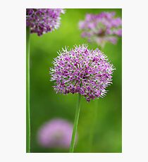 Allium Photographic Print