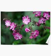 Green and Pink Floral Poster