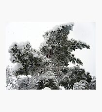 Heavy Spring Snowstorm Photographic Print