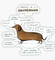 Anatomy of a Dachshund Sticker