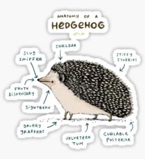 Anatomy of a Hedgehog Sticker