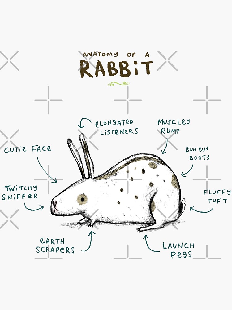 Anatomy of a Rabbit by SophieCorrigan