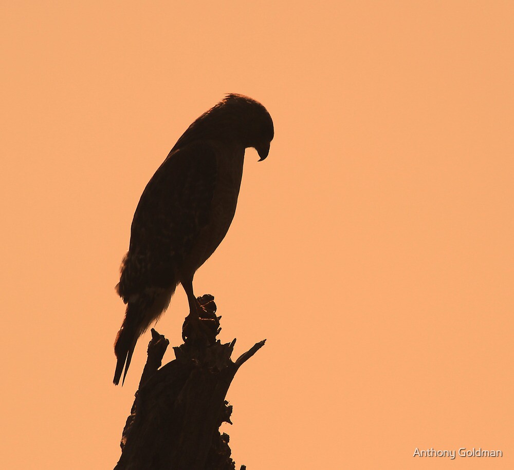 " A hawk silhouette" by jozi1 | Redbubble